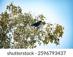 crow sitting in a tree