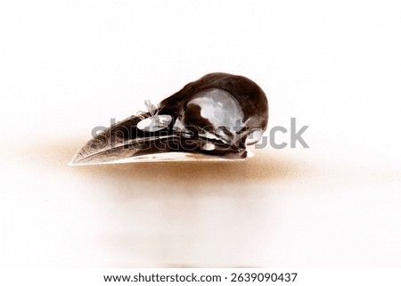 Crow Skull. Skull of a common blackbird. Raven Skull. Bird Skeleton. Bird Bones. Skull. Cranium.  Dead crow. Murder of Crows. 
