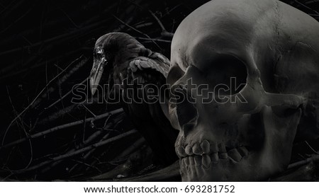Crow and skull composition. Photo of a black and white black crow sitting with human skull close up composition with branch background pattern.