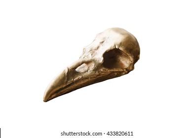 Crow skull isolated on a white  background close up