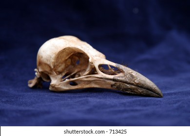 Crow Skull On Blue Velvet