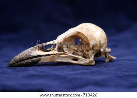 crow skull on blue velvet