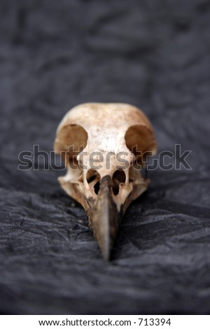crow skull on crumpled black construction paper
