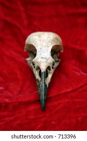 crow skull on red velvet