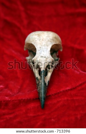 crow skull on red velvet