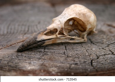 Crow Skull on a wooden stump