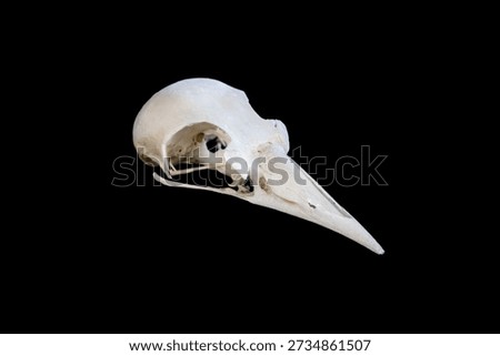 Crow Skull Side Profile Facing Right Isolated on Black