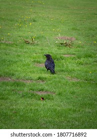 Crow Spotted In Roundhay Park