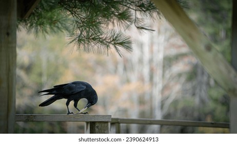 A crow stacking crackers on a railing.