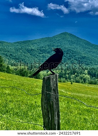 Crow standing on fence post in a valley