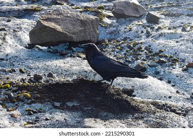 Crow Standing On A Rock In Vatnajokull Glacier