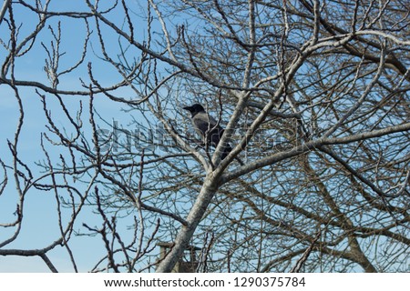 Similar – Image, Stock Photo alone Tree Man Winter