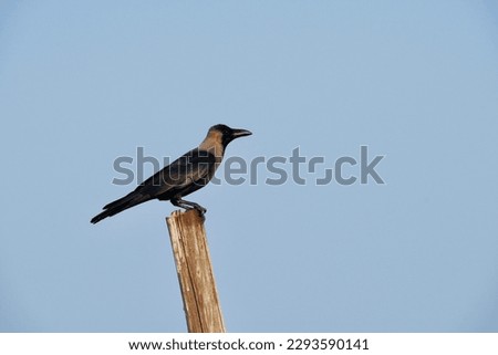 Crow standing at wooden pole in blue sky background.
