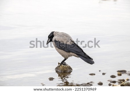 A crow stands on a rock in the water