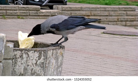 Crow Stealing Garbage Trash Can Seaking Stock Photo 1524355052 ...