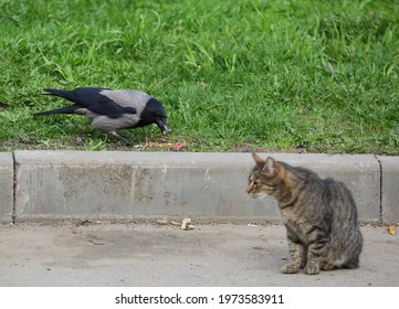 crow-steals-food-gray-cat-260nw-19735839