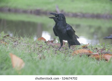 Crow stood on the grass