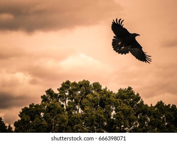 Crow taking flight from tree top on rim of the Grand Canyon. - Powered by Shutterstock