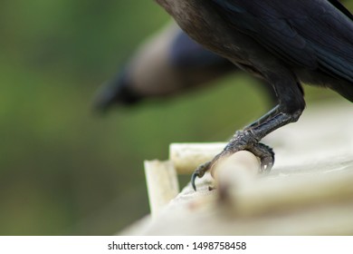 Crow Talons, Gripping A Pipe On The Roof Of A Building In Chennai, Tamil Nadu, India. Another Crow Is Peeking Over The Wall In The Background.