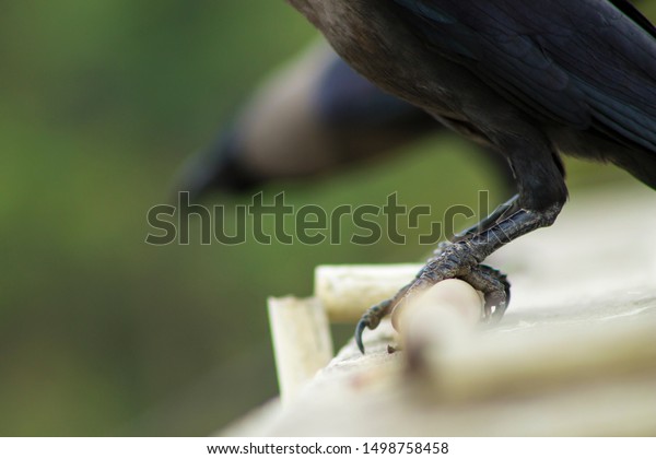Tamil crow