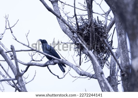 A crow that builds a nest with a twig in its mouth