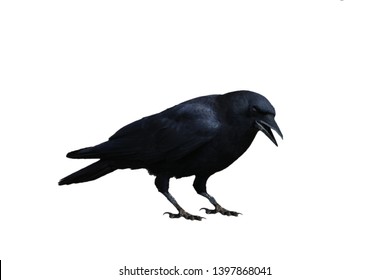 Crow Transparent background png black bird