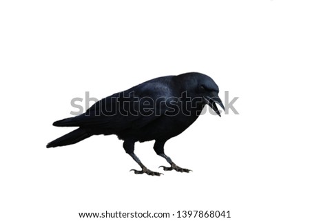 Crow Transparent background png black bird