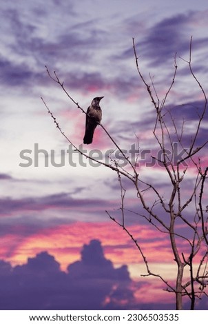 A Crow at the tree branch with sunset sky as the background