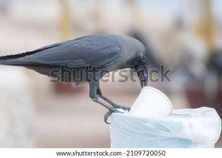 Crow trying to get out plastic disposable cup from a trash can. Close-up portrait of a raven. Side view.
