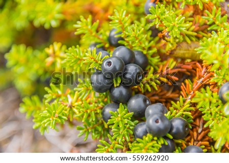 Crowberry closeup