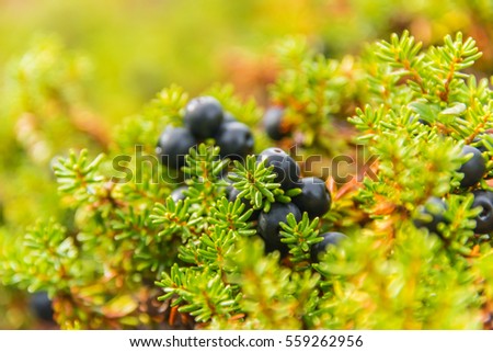 Crowberry closeup
