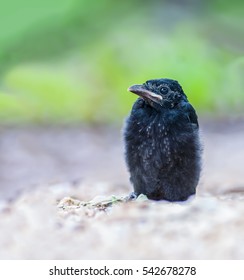 Baby Crow Images, Stock Photos & Vectors | Shutterstock