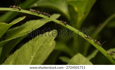 a crowd of ants walking in a queue on a leaf. Ants are animals that live in colonies and are divided into specific tasks