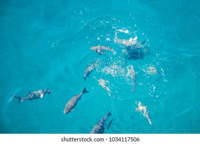 Crowd Fish Swimming Just Below The Water Surface, Marine Life