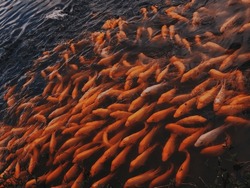 A Crowd Of Orange Hawaii Koi Fish Along The Shore Of The Lake At Hoomaluhia Botanical Garden On Oahu.