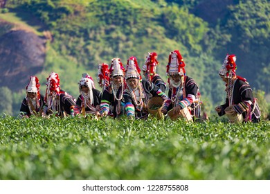 Crowd of tea picker picking tea leaf on plantation.