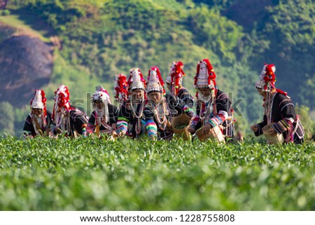 Crowd of tea picker picking tea leaf on plantation.