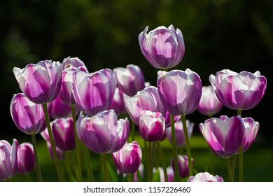 Crowd of tulips