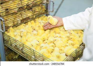 Crowd of young baby chicken in an incubator, baby young chicken on the human palm, unrecognizable person.Shallow doff