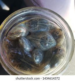 Crowded Bunch Of Tadpoles In A Jar