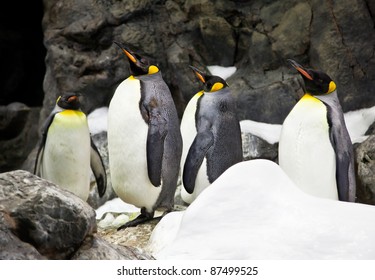 Crowded colony of King Penguins on the stone coast, mountains in the background - Powered by Shutterstock