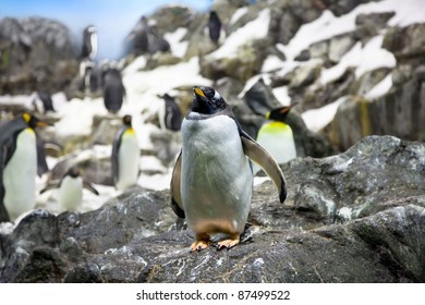 Crowded colony of Penguins on the stone coast, mountains in the background - Powered by Shutterstock