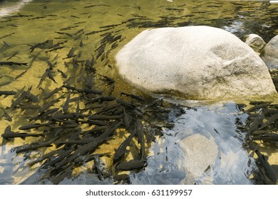 crowded fish
