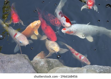 Crowded Group Of Colorful Koi Fish Breaking Water Surface At Feeding Time