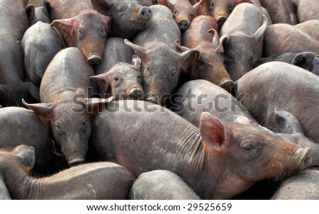 Foto Bild Viele überfüllte Schweine in einem Bauernhof.