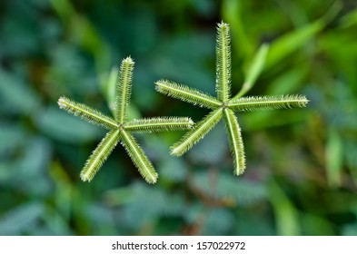 Crowfoot Grass,