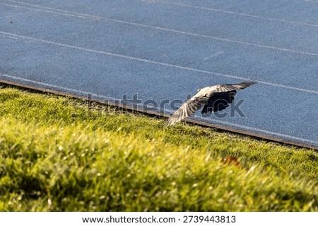 A crow-like bird captured in dynamic mid-flight, gracefully descending or ascending close to vibrant green grass bordering a modern blue athletic track, highlighting natural freedom