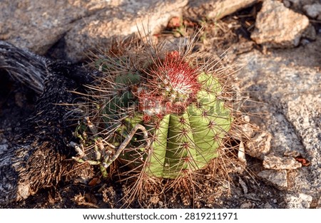Crown Cactus (Melocactus) Growing on Rocky Outcrop in Cabaceiras Paraíba Brazil