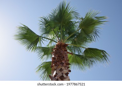 Crown Of A California Fan Palm Tree In The Sunlight Under Blue Sky