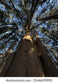 Crown of a cedar tree. Looking up at the tree branches 
